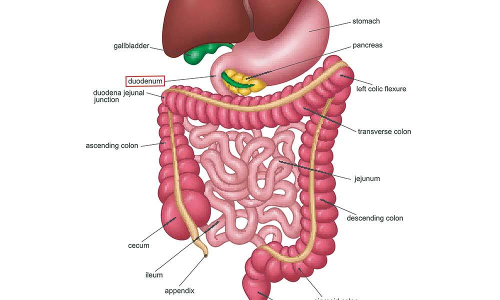 Diagram Of Human Digestive System Duodenum Highlighted